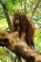 Orangutan bornejsky - Pongo pygmaeus - Bornean Orangutan o7571